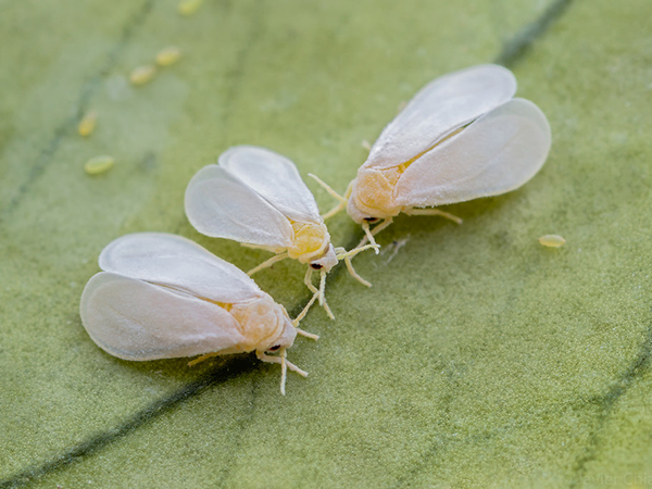 টমেটোর সাদা মাছি: দমন ব্যবস্থা
