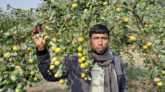 আপেল কুল চাষে সাফল্য