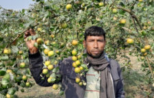 আপেল কুল চাষে সাফল্য