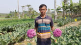 রঙিন ফুলকপি চাষে লাভবান ঝিকরগাছার আলমগীর