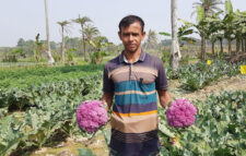 রঙিন ফুলকপি চাষে লাভবান ঝিকরগাছার আলমগীর