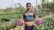 রঙিন ফুলকপি চাষে লাভবান ঝিকরগাছার আলমগীর
