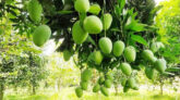 আম উৎপাদন কমার শঙ্কা, উজাড় ৫৪১ হেক্টর বাগান