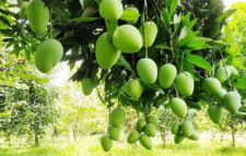 আম উৎপাদন কমার শঙ্কা, উজাড় ৫৪১ হেক্টর বাগান