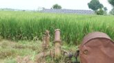 পর্যাপ্ত জ্বালানি তেল না পেয়ে দুঃশ্চিন্তায় কুষ্টিয়ার কৃষক