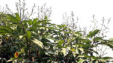 দিনাজপুরে চলতি মৌসুমে লিচুর বাম্পার ফলনের আশা