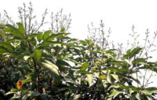 দিনাজপুরে চলতি মৌসুমে লিচুর বাম্পার ফলনের আশা