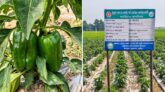 ক্যাপসিকাম কুমিল্লায় কৃষকদের মাঝে নতুন আশার আলো