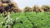 চায়ের সাথী ফসল হিসেবে আম, বাড়ছে আয়