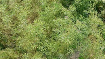 জিরা চাষে সফল হামিদুর