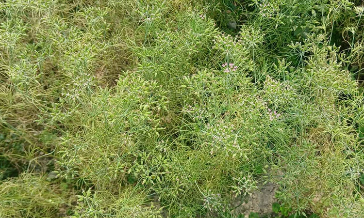 জিরা চাষে সফল হামিদুর