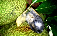 কাঁঠালের বিভিন্ন রোগ ও দমন ব্যবস্থাপনা