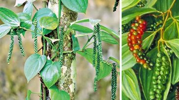 সিলেটে উৎপাদন হচ্ছে বিশ্বের সবচেয়ে দামি ‘মরিচ’