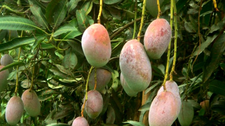 ১৬ জাতের আম উদ্ভাবন