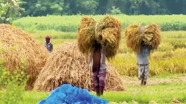 বিশাল বাজেটেও কৃষির ন্যায্য হিস্যার সংকট