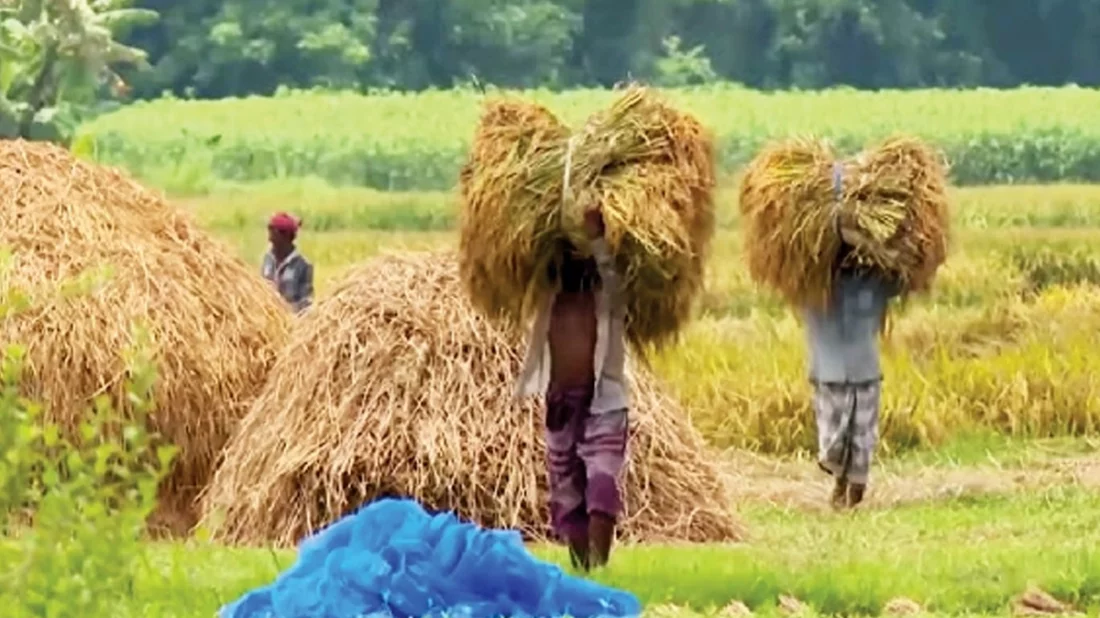 বিশাল বাজেটেও কৃষির ন্যায্য হিস্যার সংকট