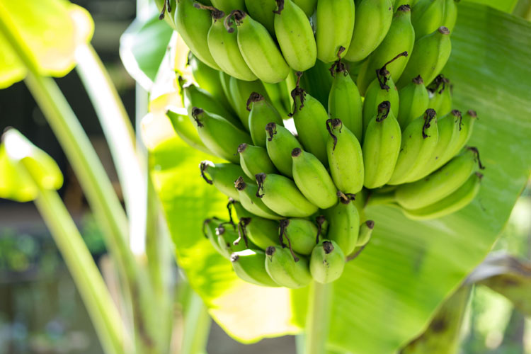 রংপুর অঞ্চলে কলা চাষে নীরব বিপ্লব
