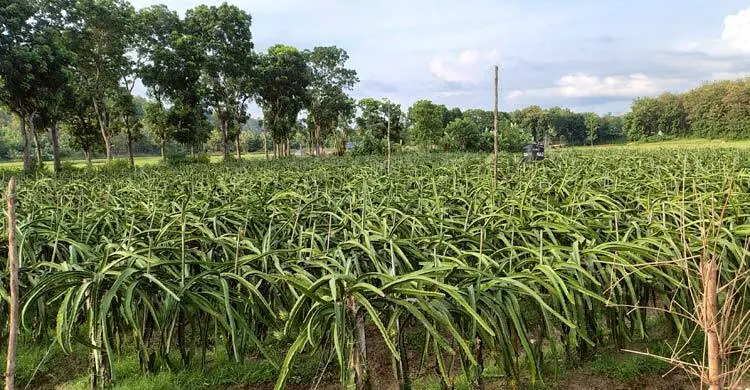 জুমের জমিতে ফলের নীরব বিপ্লব
