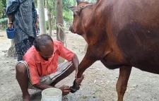 ছড়িয়ে পড়েছে ক্ষুরা রোগ, ভ্যাকসিন নেই প্রাণিসম্পদ কার্যালয়ে