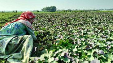 ব্রাহ্মণবাড়িয়ায় জনপ্রিয় হয়ে উঠছে জাপানের মিষ্টি আলু চাষ