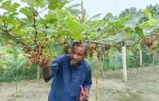মাগুরায় আঙুর চাষে প্রবাস ফেরত মজিদের বাজিমাত