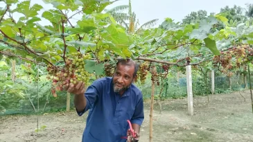 মাগুরায় আঙুর চাষে প্রবাস ফেরত মজিদের বাজিমাত