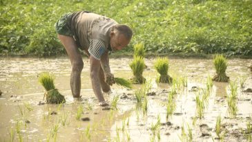 উপকূলে লবণাক্ততা-সহনশীল ধান চাষে কৃষকের ভাগ্য বদল