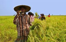 কৃষিতে নীরব বিপ্লব ঘটাচ্ছে ‘কৃষি তথ্য সার্ভিস’