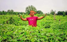 দেশি পটল চাষে সফল কৃষক আব্দুর রহিম