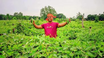 দেশি পটল চাষে সফল কৃষক আব্দুর রহিম