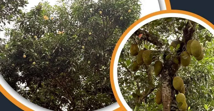 আম-কাঁঠালের রাজত্ব