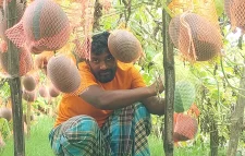মালচিং পদ্ধতিতে নতুন জাতের তরমুজের চাষ