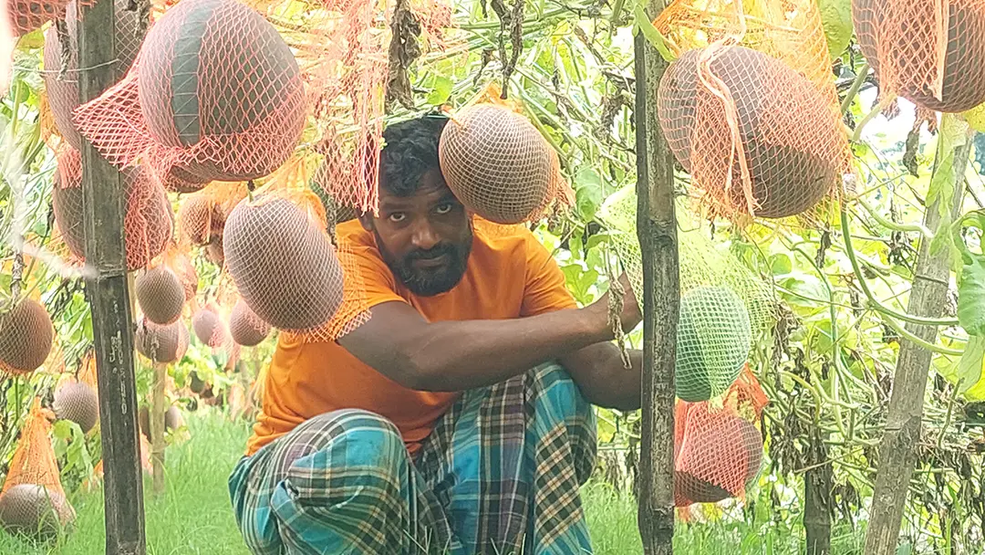 মালচিং পদ্ধতিতে নতুন জাতের তরমুজের চাষ